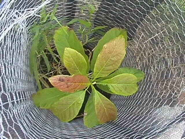 seedling avocado